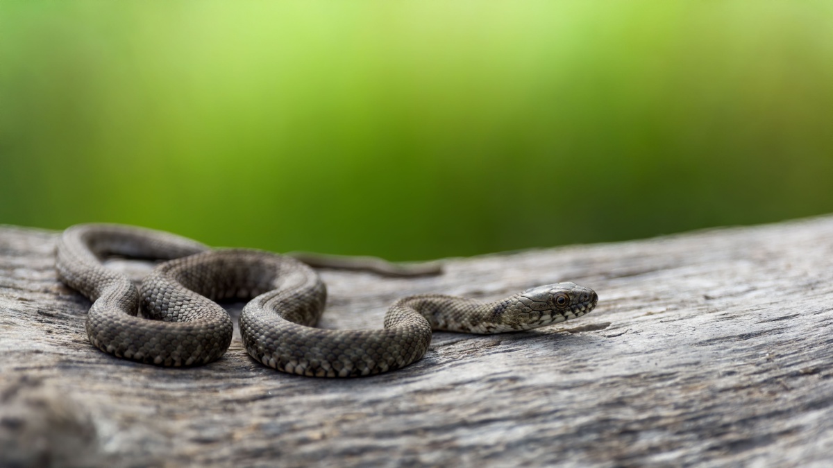 Let op dit signaal in uw tuin: een slang zou zich daar kunnen verstoppen, ontdek de te nemen maatregelen