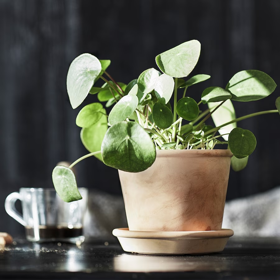MUSKOTBLOMMA IKEA