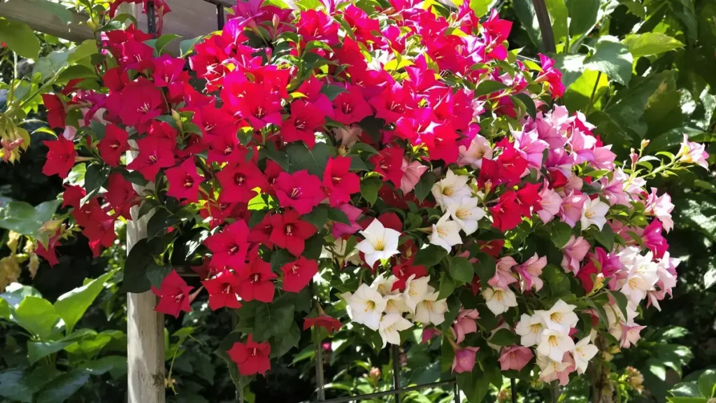 Vergeet de geraniums, deze geweldige plant zal je tuin transformeren met een explosie van bloemen van de lente tot de herfst