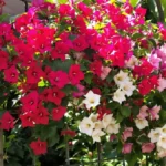 Vergeet de geraniums, deze geweldige plant zal je tuin transformeren met een explosie van bloemen van de lente tot de herfst