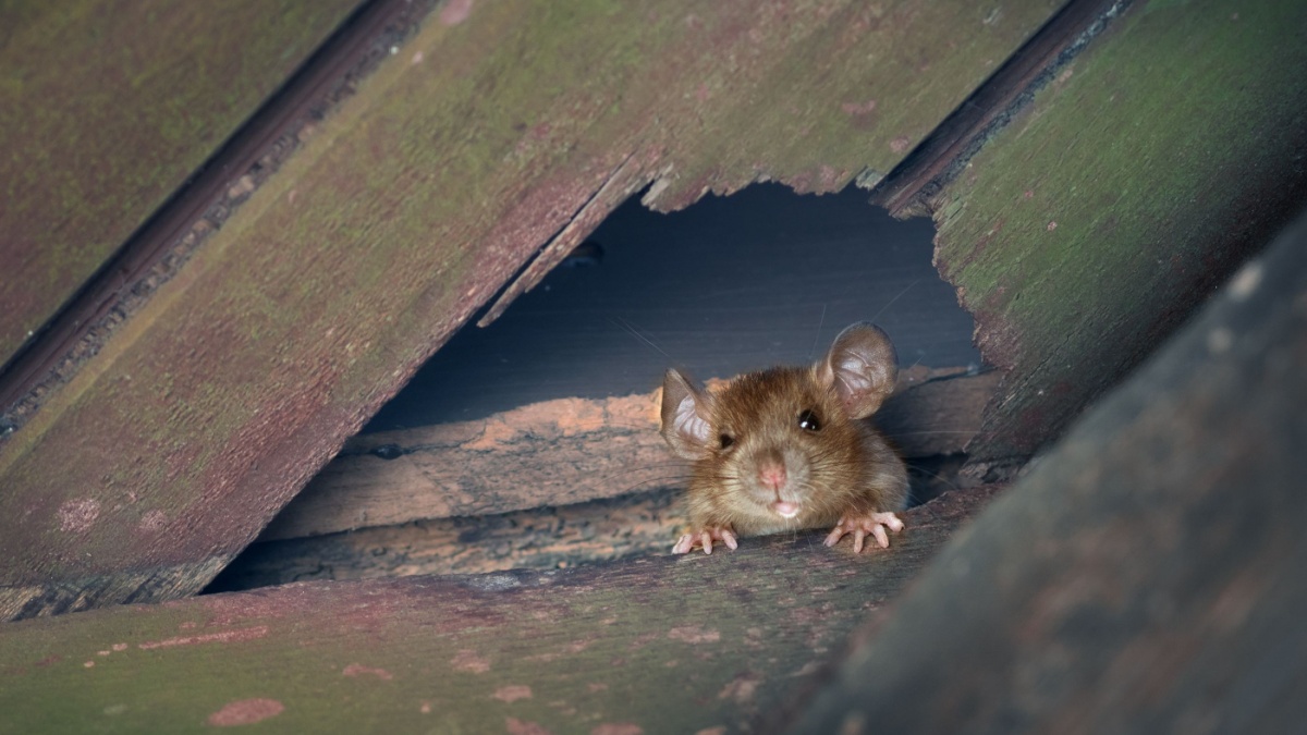 Bescherm uw huis tegen knaagdieren voordat er schade ontstaat met deze onmisbare acties (vooral nu)