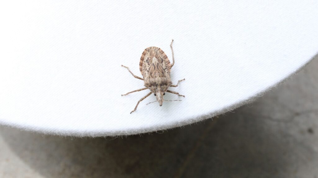 De demon insecten zijn terug in onze huizen, gelukkig is er een ingrediënt dat ze effectief afschrikt
