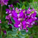 Deze unieke plant biedt het hele jaar door prachtige en kleurrijke vlinderbloemen