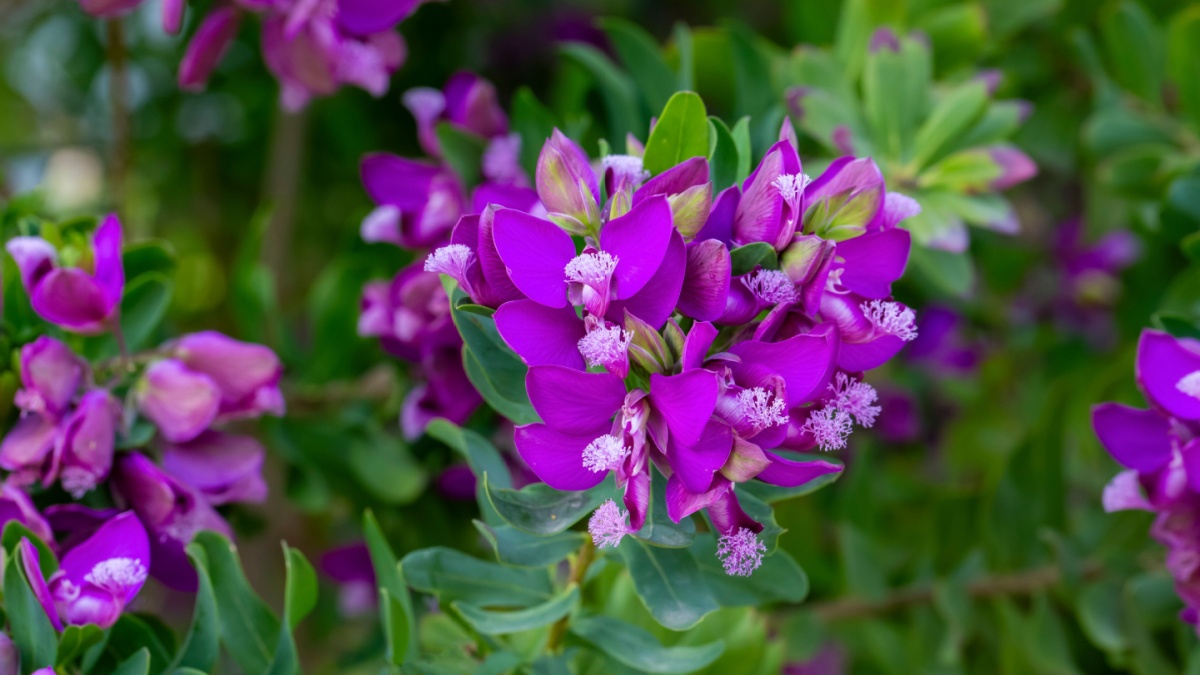 Deze unieke plant biedt het hele jaar door prachtige en kleurrijke vlinderbloemen