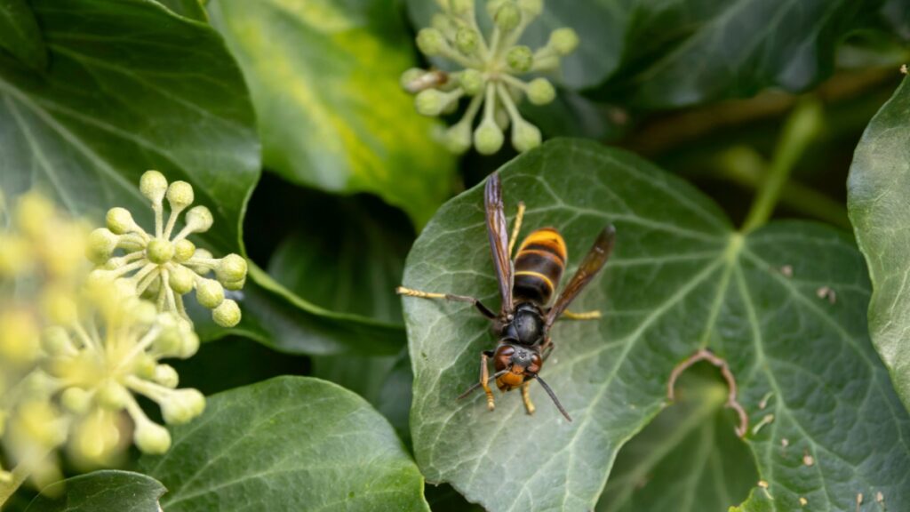 Deze val tegen Aziatische hornets, beschouwd als het beste huisremedie, is in werkelijkheid een zeer slecht idee