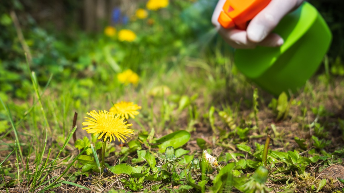 Het idee van dit "ecologische" onkruidbestrijdingsmiddel is verleidelijk, maar pas op, het vernietigt meer dan het beschermt