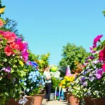 Boeit van geraniums? Steeds meer Nederlanders kiezen voor deze bloem die nooit stopt met bloeien