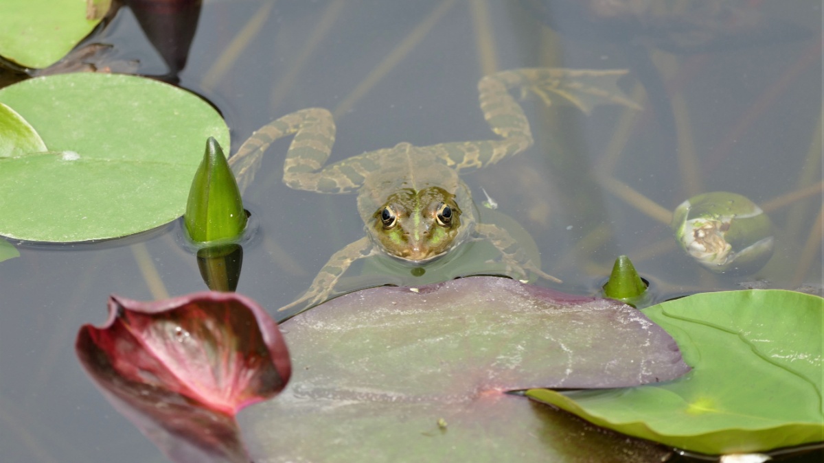 De aanwezigheid van een pad in uw tuin: wat betekent zijn aanwezigheid werkelijk