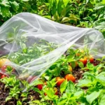Bescherm uw moestuin tegen vliegen met deze 6 zachte en effectieve methoden die hun waarde hebben bewezen