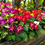 Deze bloemenpracht, veel meer dan gewoon geraniums, biedt een continue bloei voor stralende bloembakken